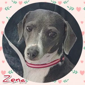 Zena