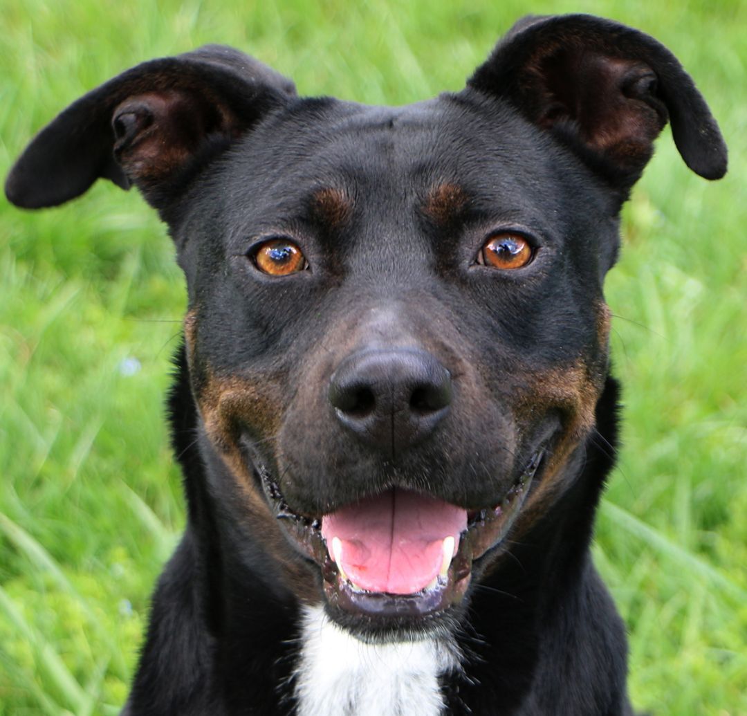 Luna, an adoptable Labrador Retriever, Mixed Breed in Charles Town, WV, 25414 | Photo Image 1