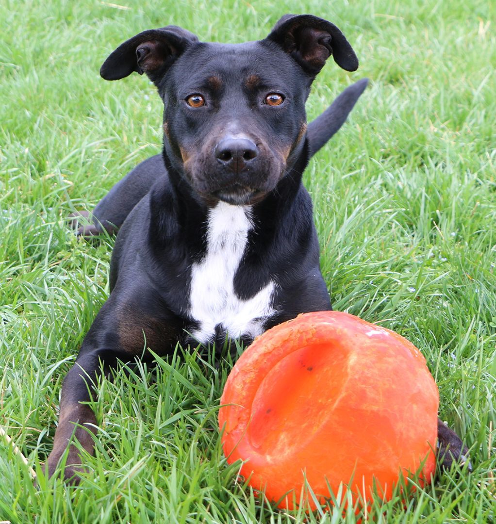 Luna, an adoptable Labrador Retriever, Mixed Breed in Charles Town, WV, 25414 | Photo Image 2