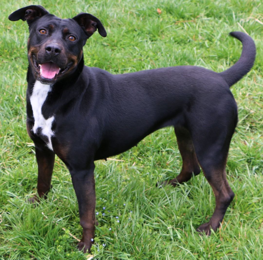 Luna, an adoptable Labrador Retriever, Mixed Breed in Charles Town, WV, 25414 | Photo Image 5