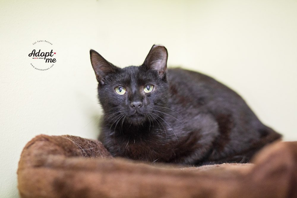 Penn, an adoptable Domestic Short Hair in Seabrook, NH, 03874 | Photo Image 1