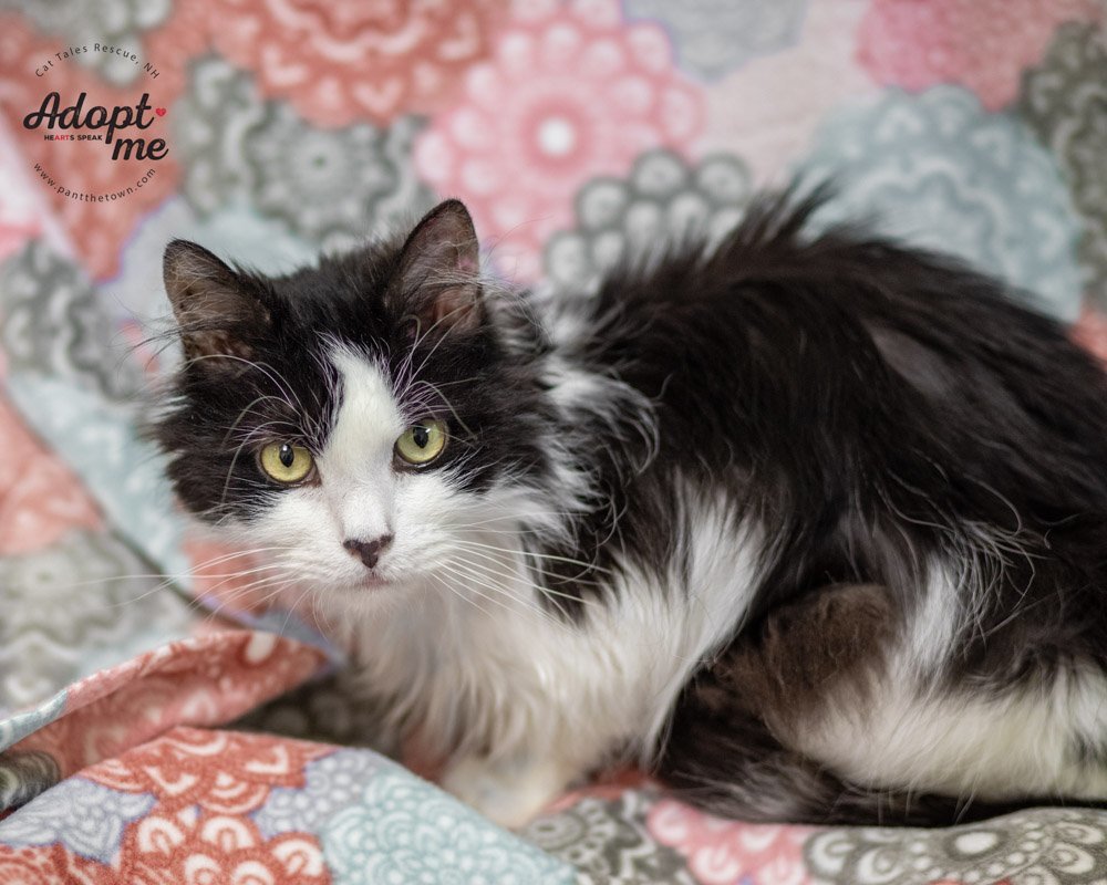 Poe, an adoptable Domestic Medium Hair in Seabrook, NH, 03874 | Photo Image 1