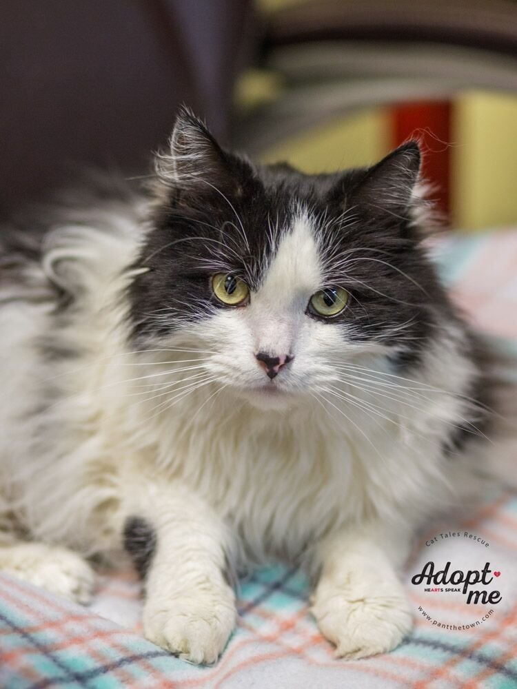 Poe, an adoptable Domestic Medium Hair in Seabrook, NH, 03874 | Photo Image 2