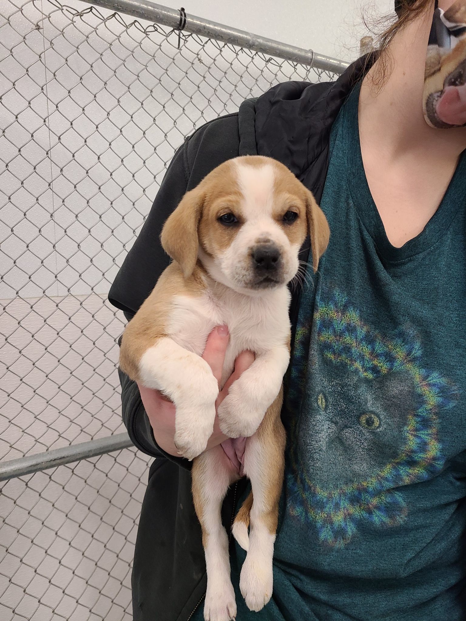 Home Page | Animal Rescue Project