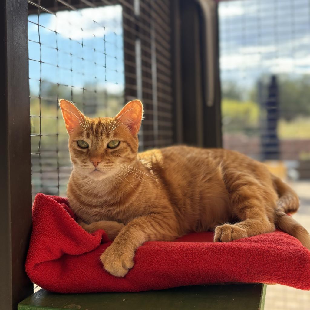 Ostrich, an adoptable Domestic Medium Hair in Kanab, UT, 84741 | Photo Image 1