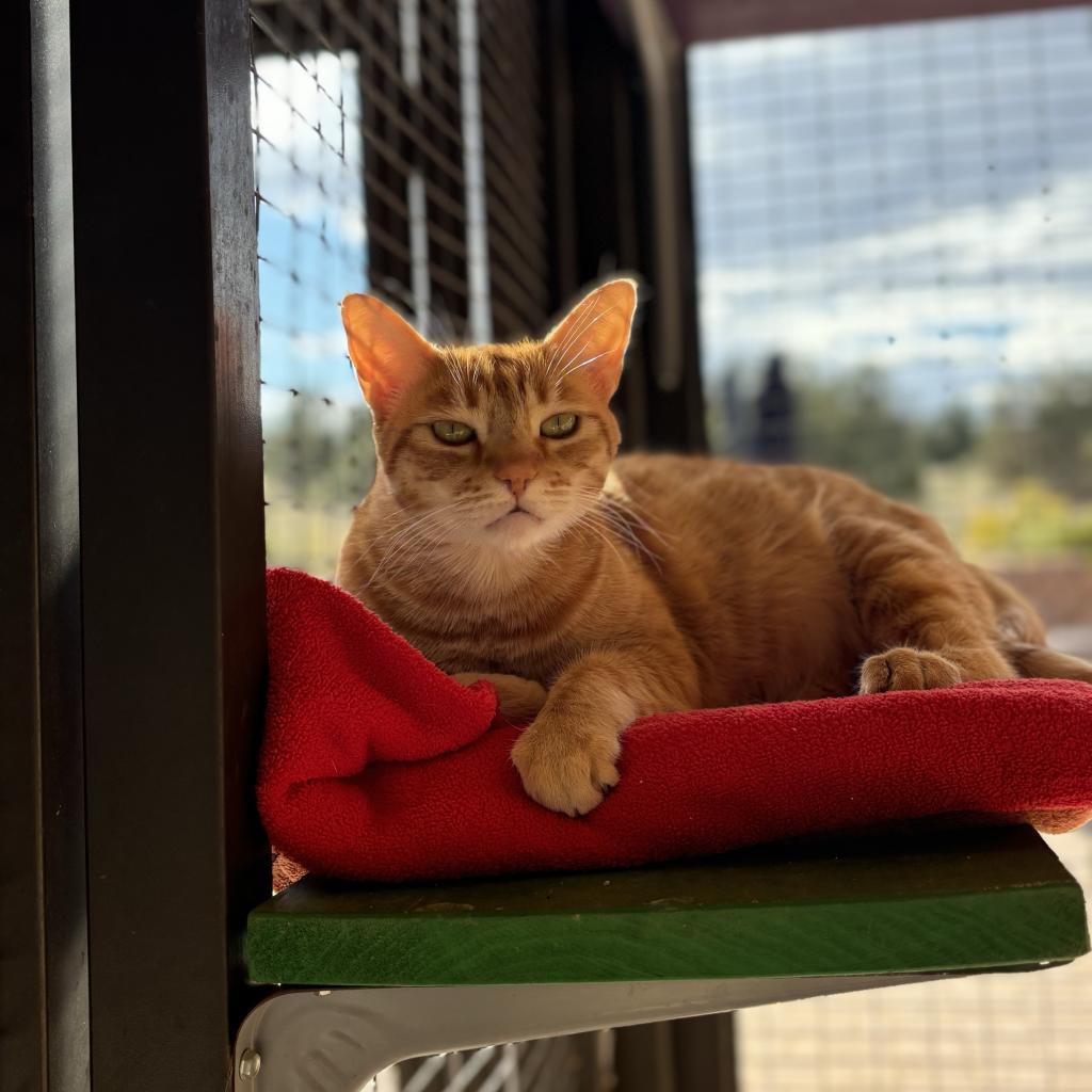 Ostrich, an adoptable Domestic Medium Hair in Kanab, UT, 84741 | Photo Image 2