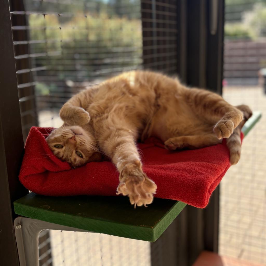 Ostrich, an adoptable Domestic Medium Hair in Kanab, UT, 84741 | Photo Image 3