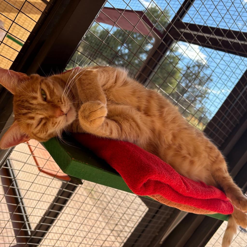 Ostrich, an adoptable Domestic Medium Hair in Kanab, UT, 84741 | Photo Image 4