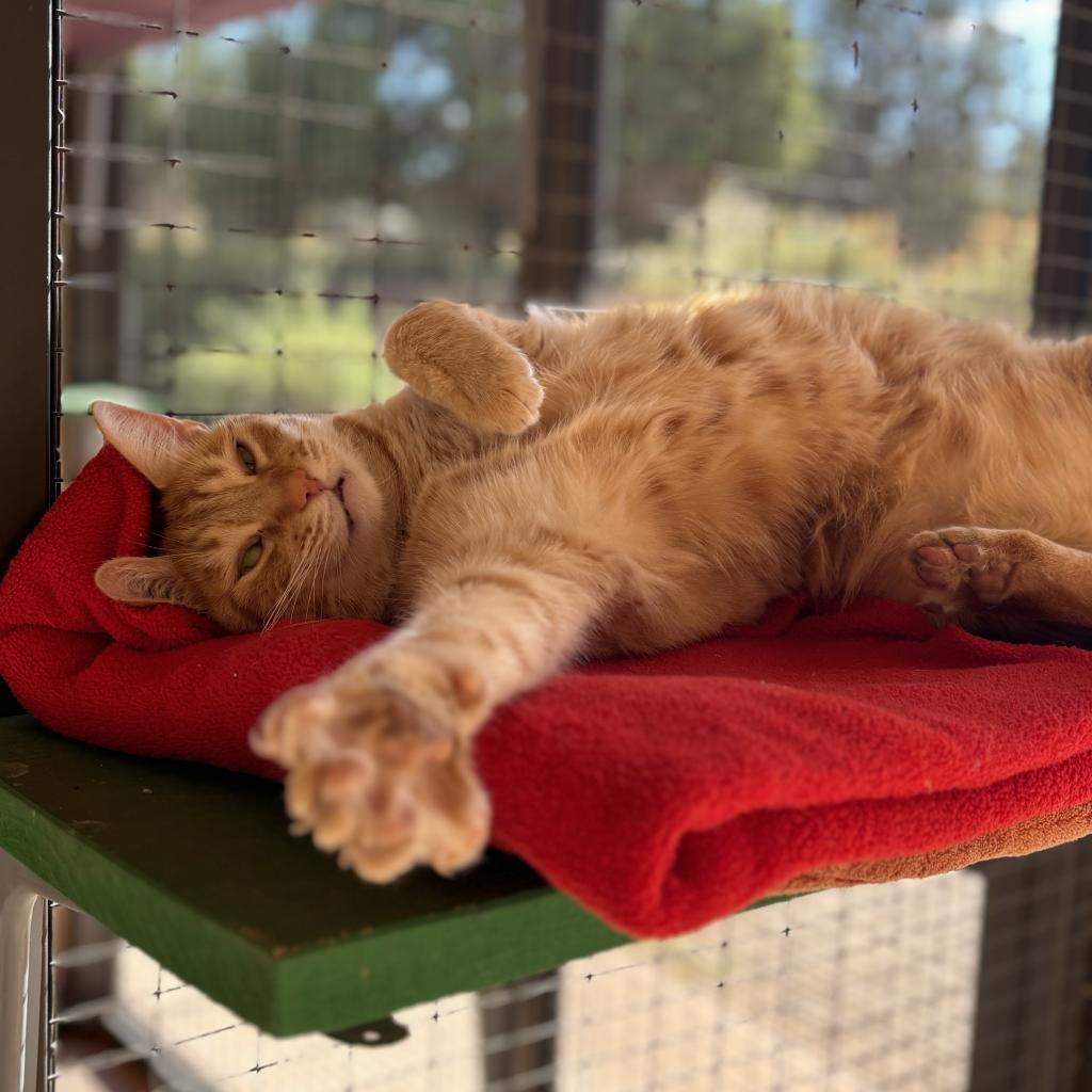 Ostrich, an adoptable Domestic Medium Hair in Kanab, UT, 84741 | Photo Image 5