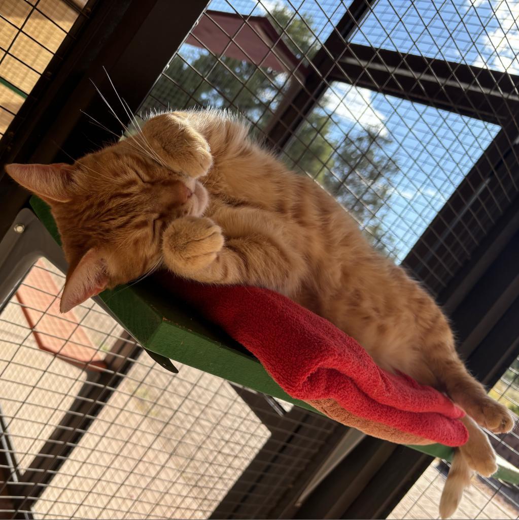 Ostrich, an adoptable Domestic Medium Hair in Kanab, UT, 84741 | Photo Image 6