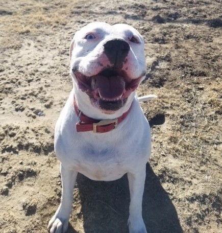 Andi, an adoptable Boxer, Pit Bull Terrier in Yoder, CO, 80864 | Photo Image 1