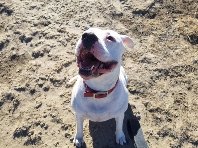 Andi, an adoptable Boxer, Pit Bull Terrier in Yoder, CO, 80864 | Photo Image 2