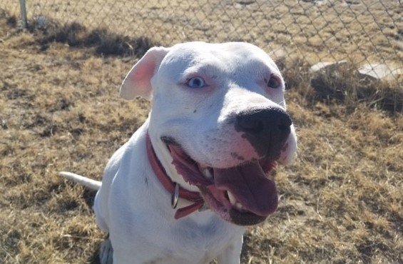 Andi, an adoptable Boxer, Pit Bull Terrier in Yoder, CO, 80864 | Photo Image 3