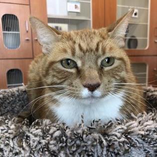 Cat For Adoption Simba A Domestic Short Hair In Rochester Mn Petfinder