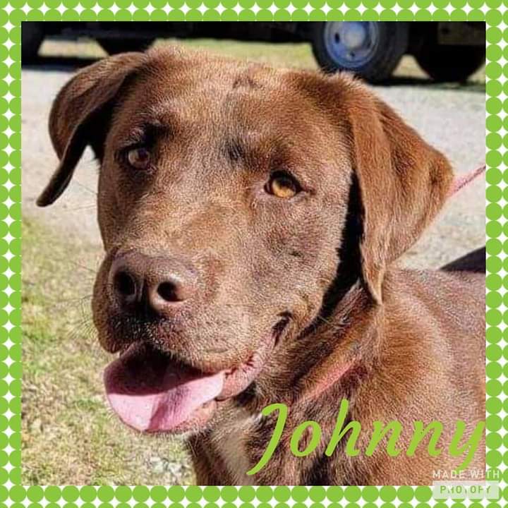 Dog For Adoption Johnny A Labrador Retriever Mix In Elkton Md Petfinder