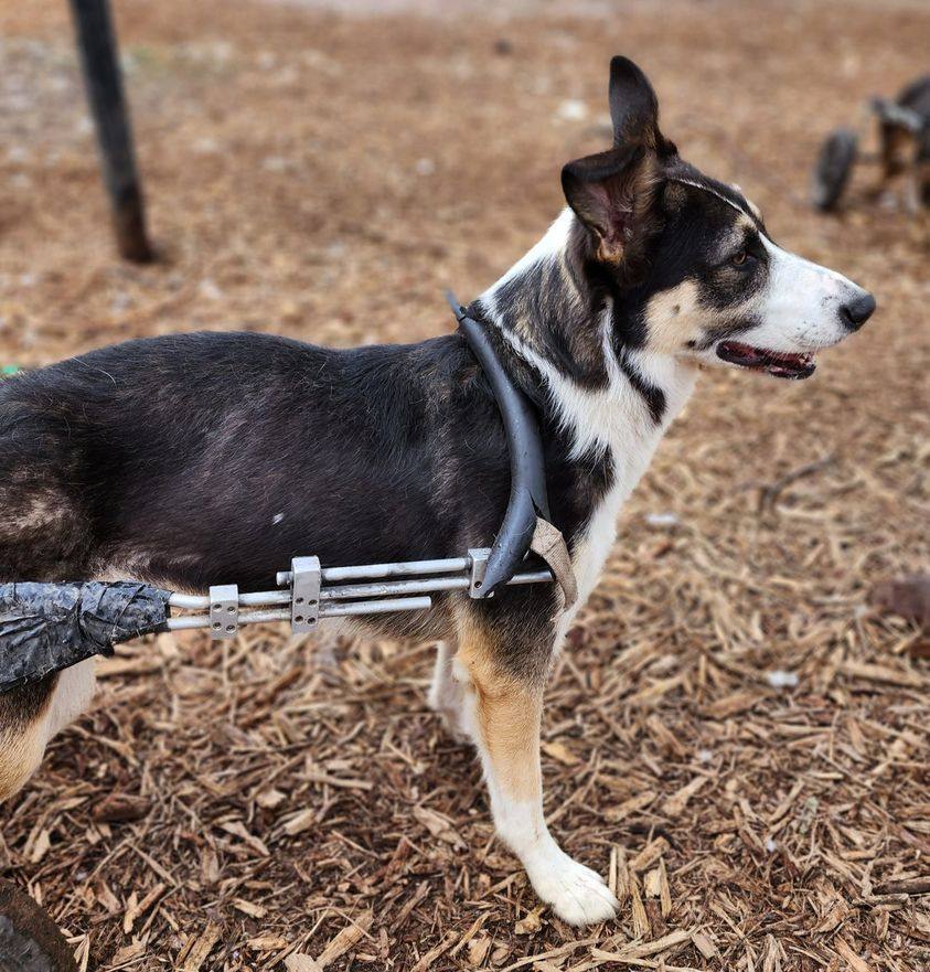 Dog For Adoption Little Thunder An Australian Shepherd Mix In Hastings Mn Petfinder