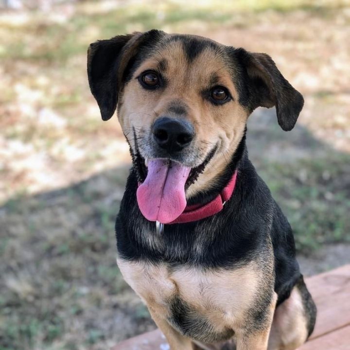 Beagle terrier mix store dog