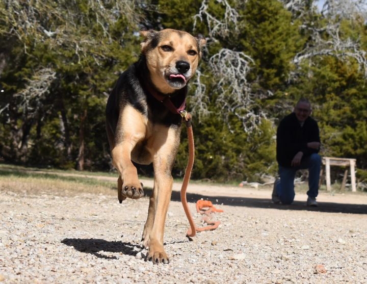 Manchester terrier beagle store mix