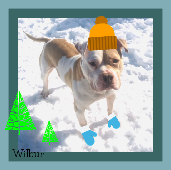 Wilbur 2