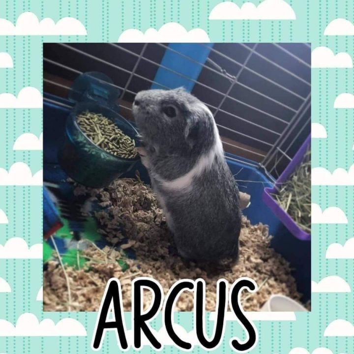 Arcus 1