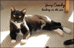 Crosby Domestic Short Hair Cat