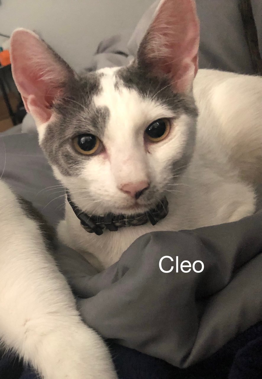 Cleo detail page