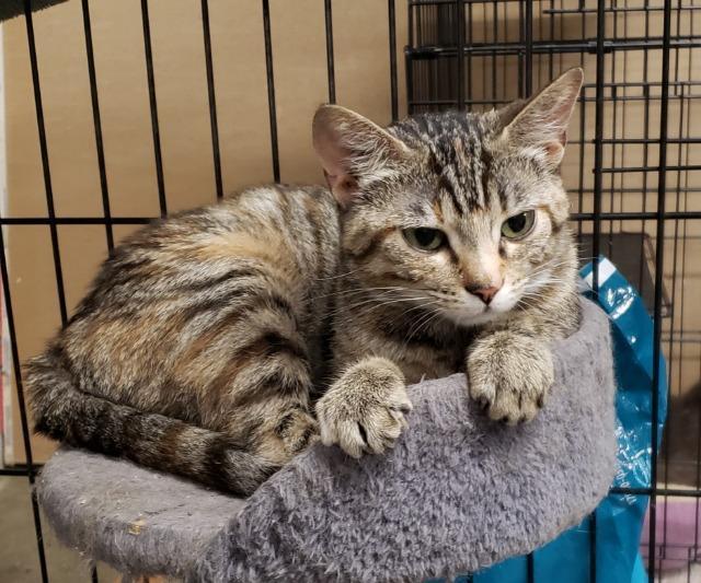 Zina, an adoptable Domestic Short Hair in Ballwin, MO, 63011 | Photo Image 1