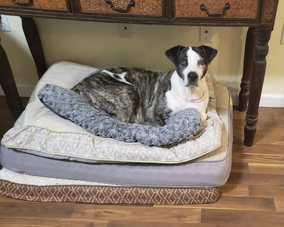 Abbey, an adoptable Hound, Terrier in Lacona, NY, 13083 | Photo Image 2