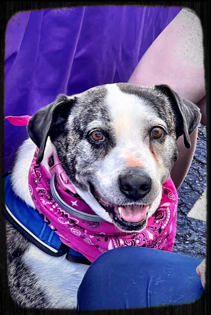 Abbey, an adoptable Hound, Terrier in Lacona, NY, 13083 | Photo Image 4