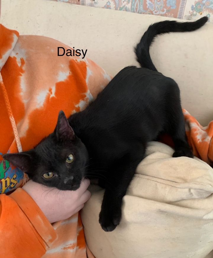 Daisy 1