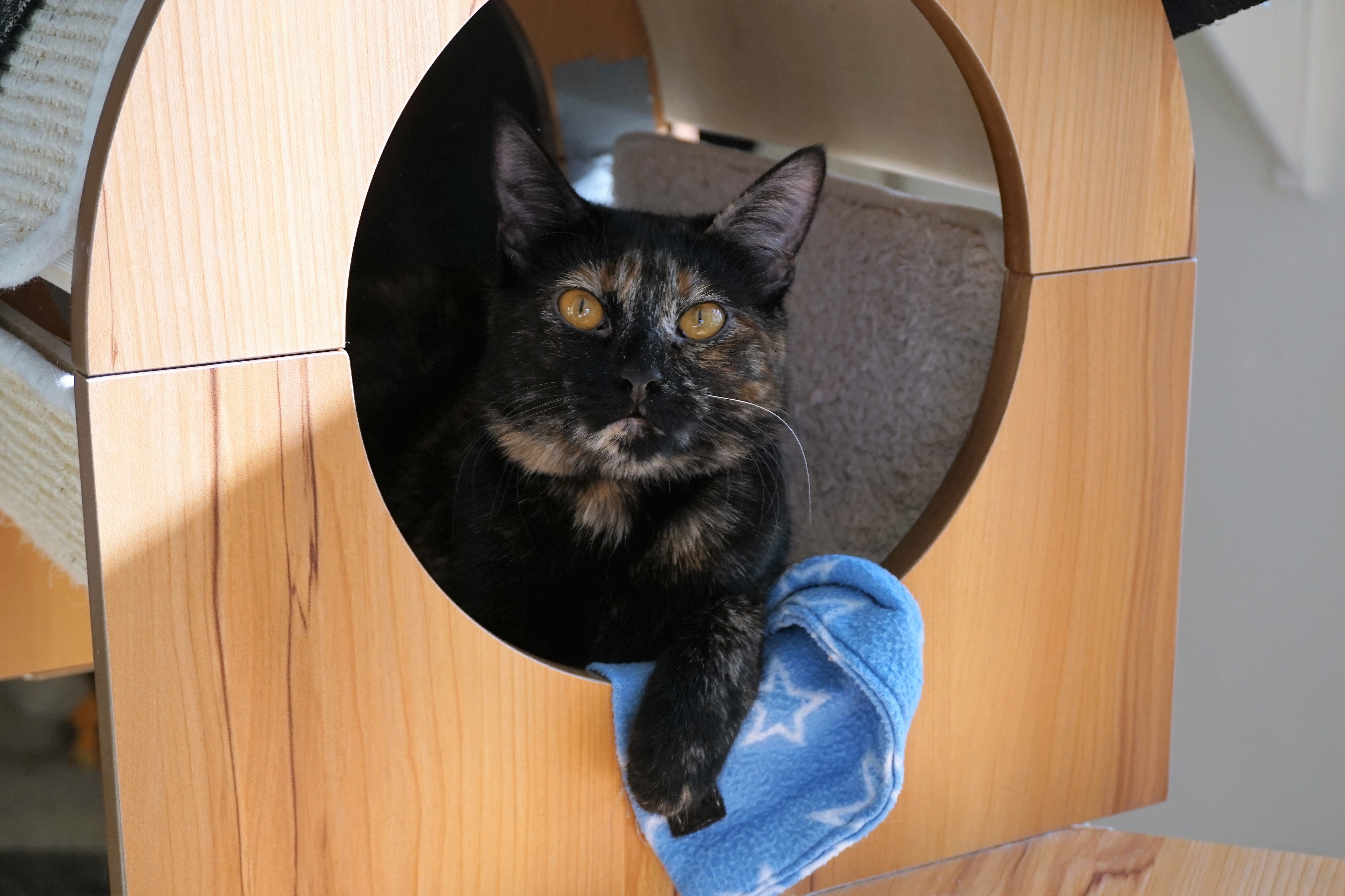 BB, an adoptable Tortoiseshell in Fountain Hills, AZ, 85268 | Photo Image 6