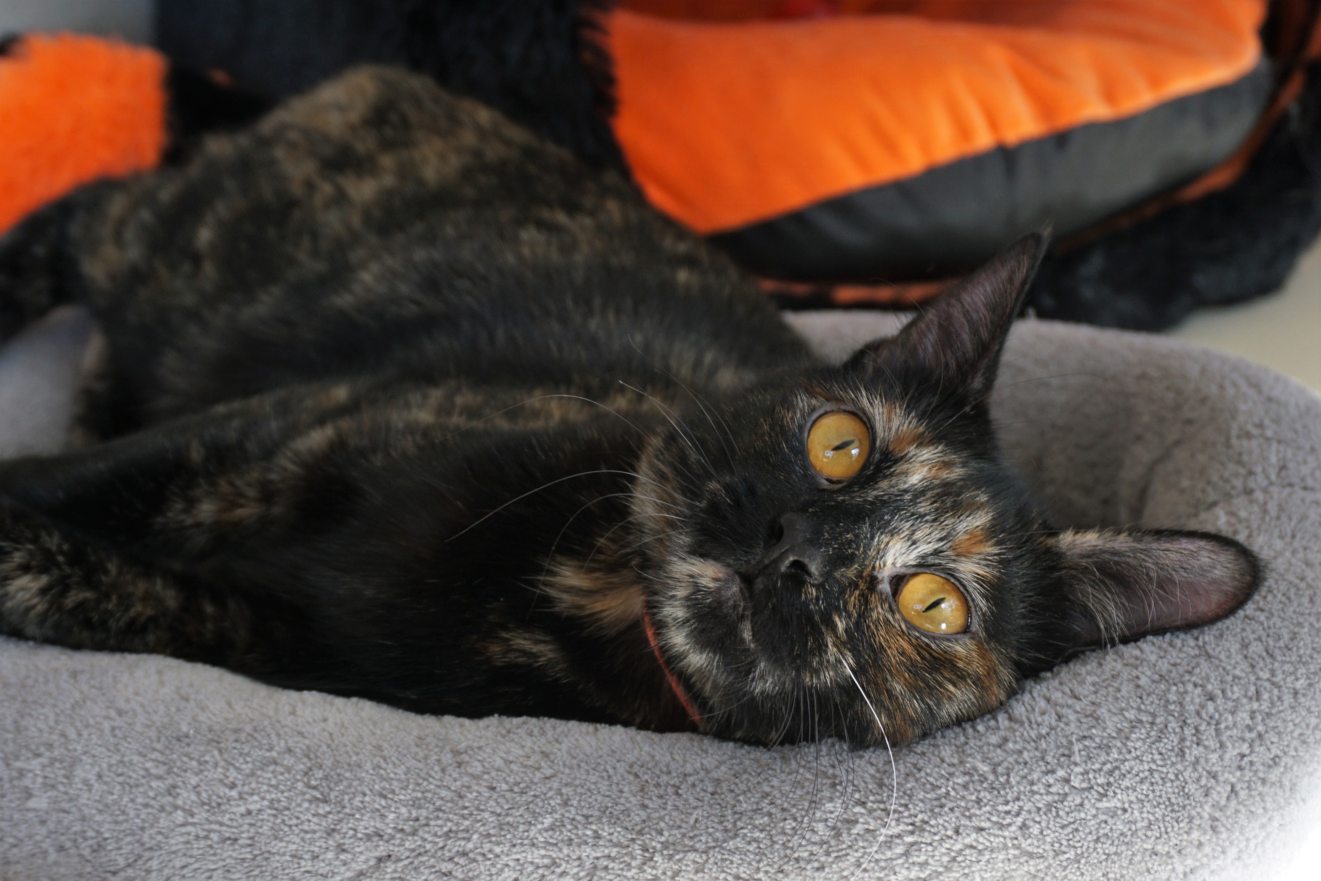 BB, an adoptable Tortoiseshell in Fountain Hills, AZ, 85268 | Photo Image 7