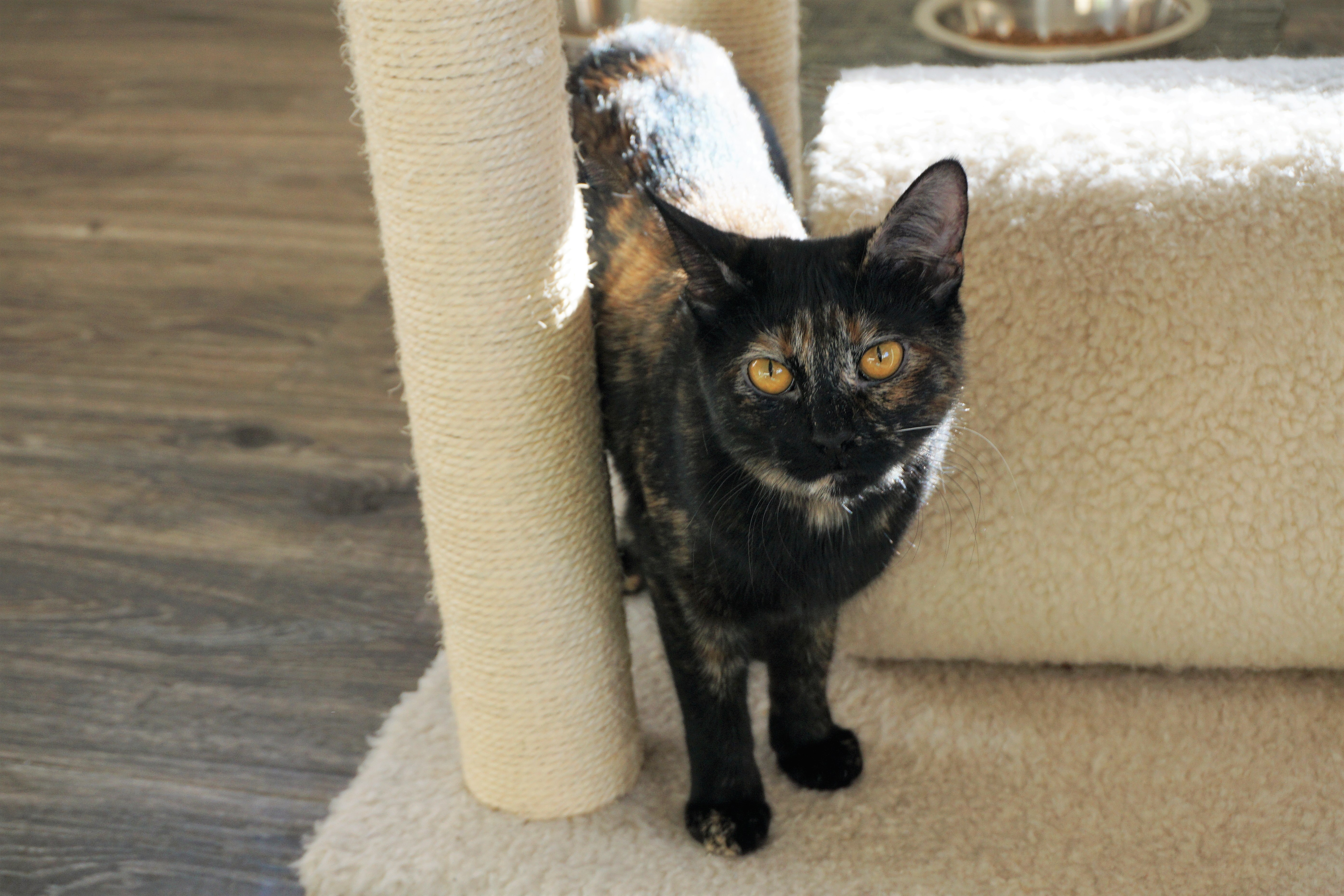 BB, an adoptable Tortoiseshell in Fountain Hills, AZ, 85268 | Photo Image 8