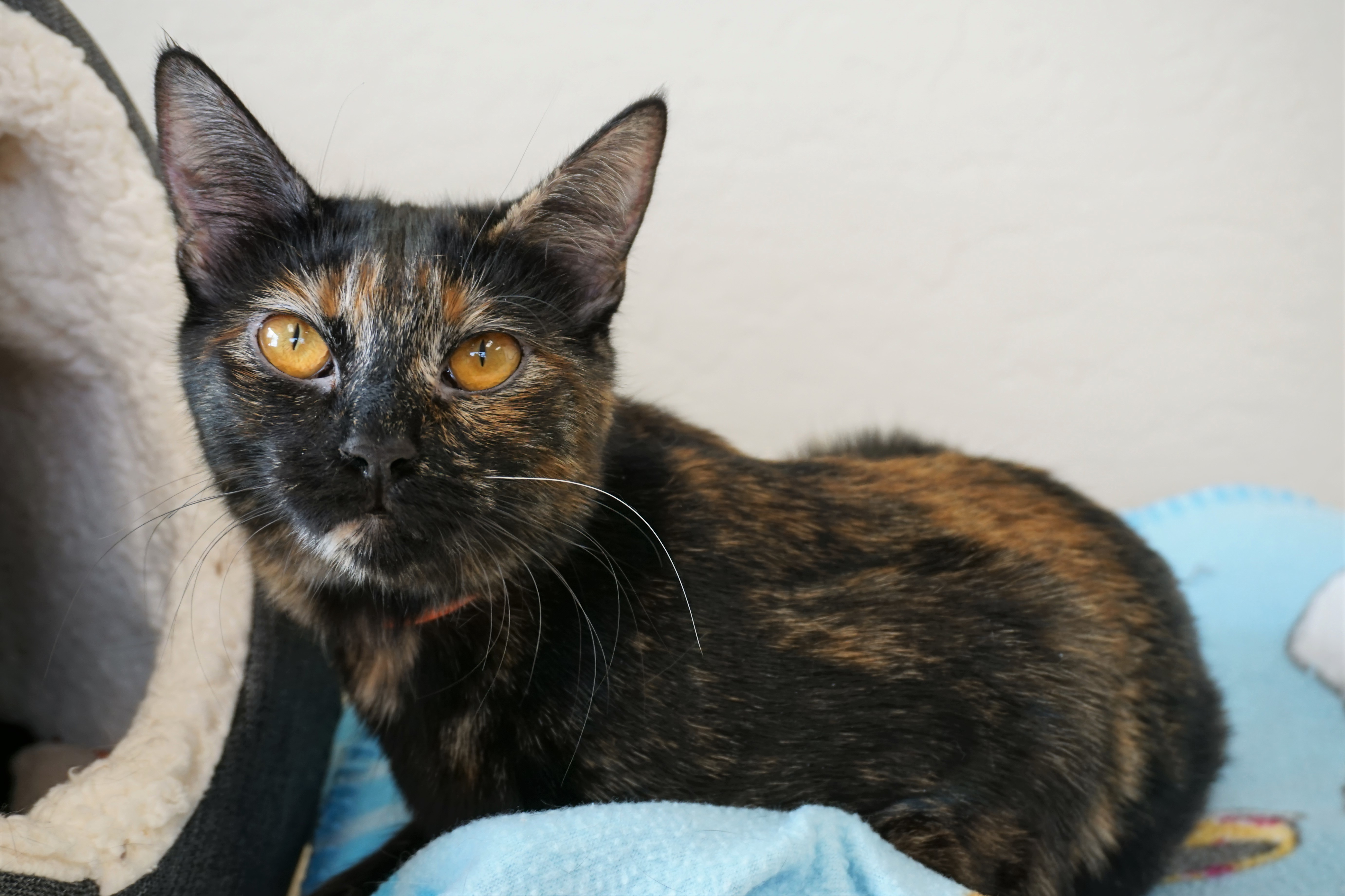 BB, an adoptable Tortoiseshell in Fountain Hills, AZ, 85268 | Photo Image 9