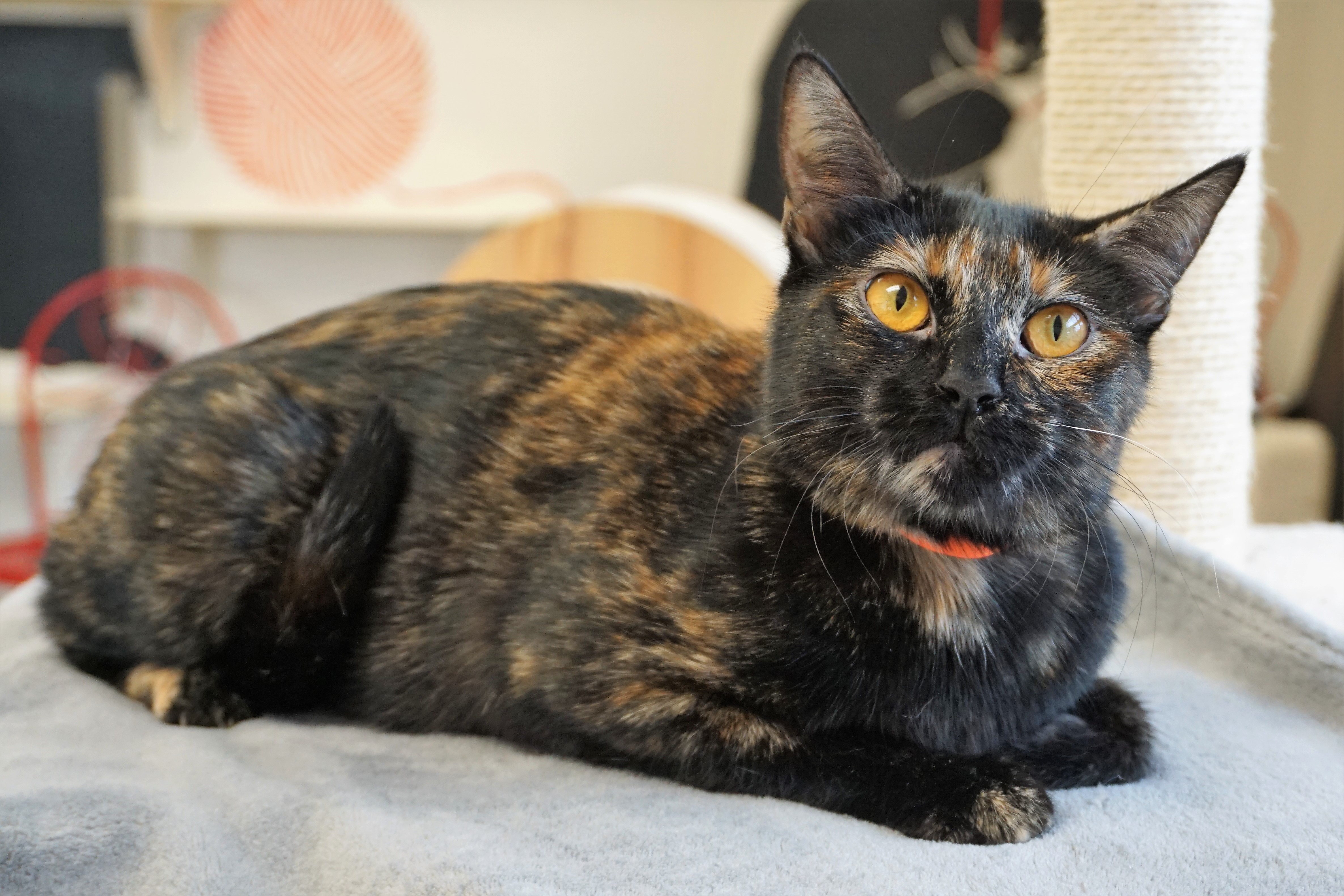 BB, an adoptable Tortoiseshell in Fountain Hills, AZ, 85268 | Photo Image 10