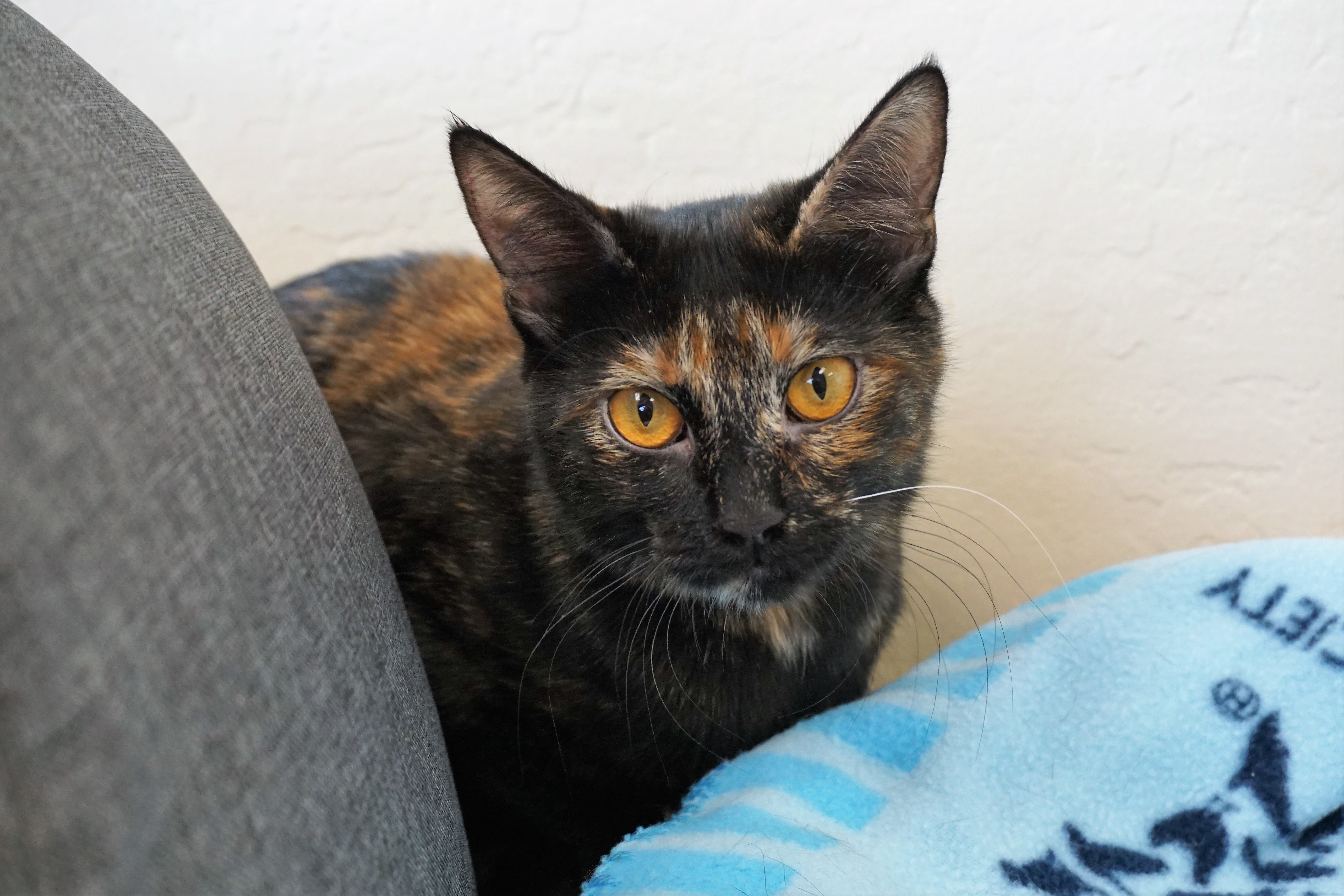 BB, an adoptable Tortoiseshell in Fountain Hills, AZ, 85268 | Photo Image 11