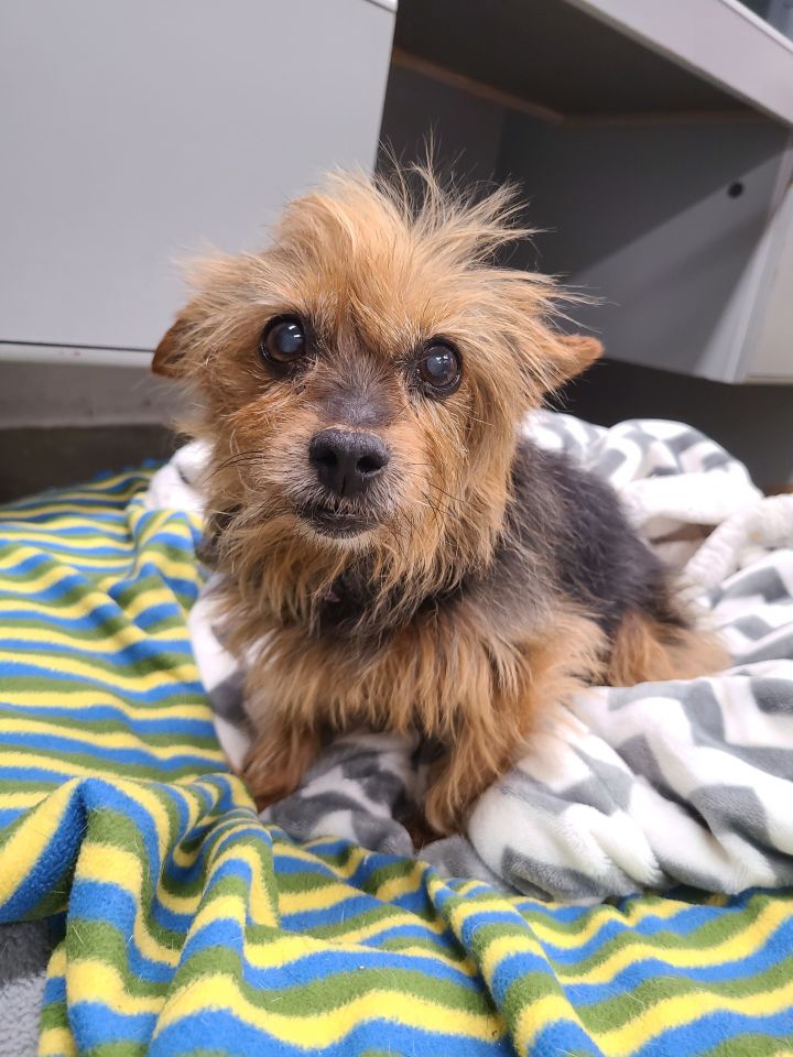 Crickett, an adoptable Yorkshire Terrier Mix in Lake Odessa, MI_image-2