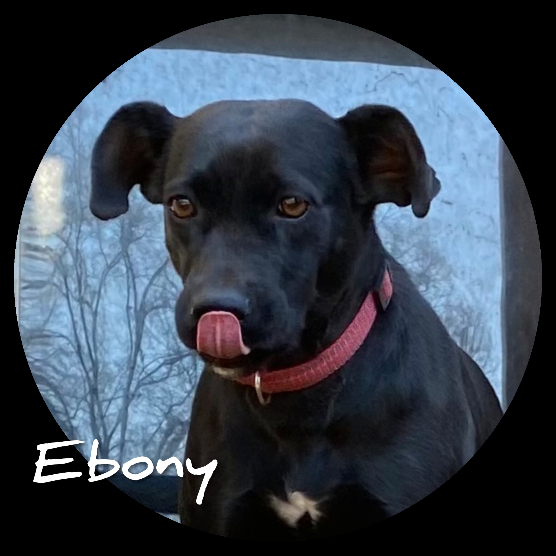 Ebony detail page