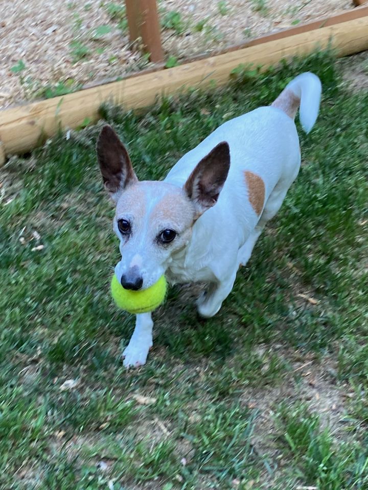 Dog For Adoption Bebe Bianca A Jack Russell Terrier In Raleigh Nc Petfinder