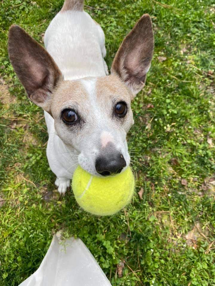 Dog For Adoption Bebe Bianca A Jack Russell Terrier In Raleigh Nc Petfinder