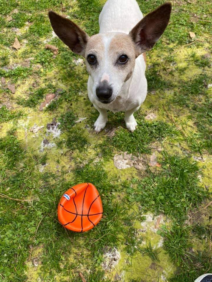 Dog For Adoption Bebe Bianca A Jack Russell Terrier In Raleigh Nc Petfinder