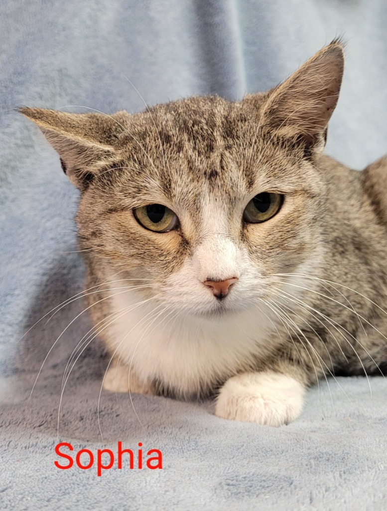 Sophia, an adoptable Domestic Short Hair in Cedar Rapids, IA, 52404 | Photo Image 1