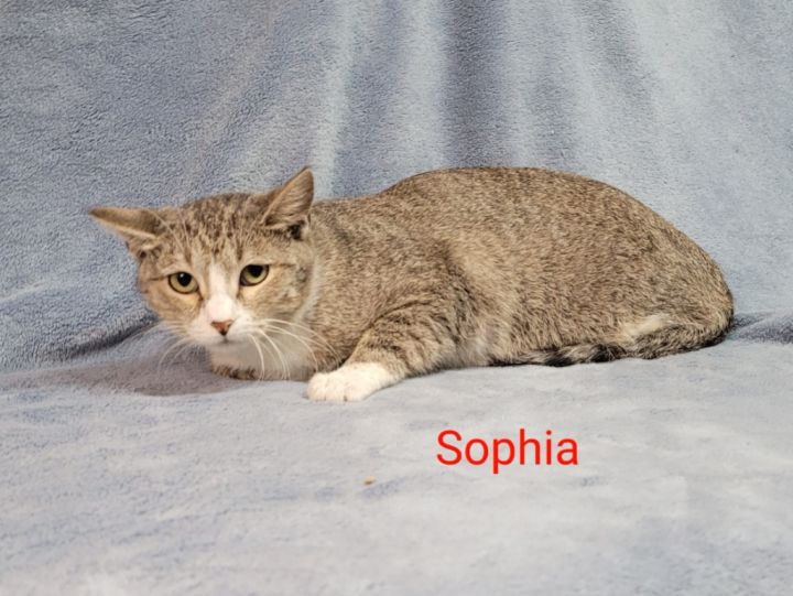 Sophia 2