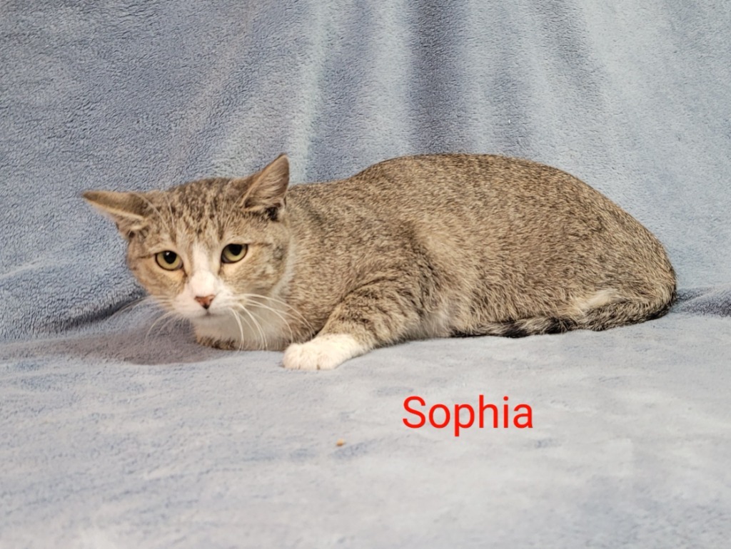 Sophia, an adoptable Domestic Short Hair in Cedar Rapids, IA, 52404 | Photo Image 2