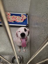 Henry, an adoptable Mastiff, Hound in Wilson, NC, 27893 | Photo Image 1