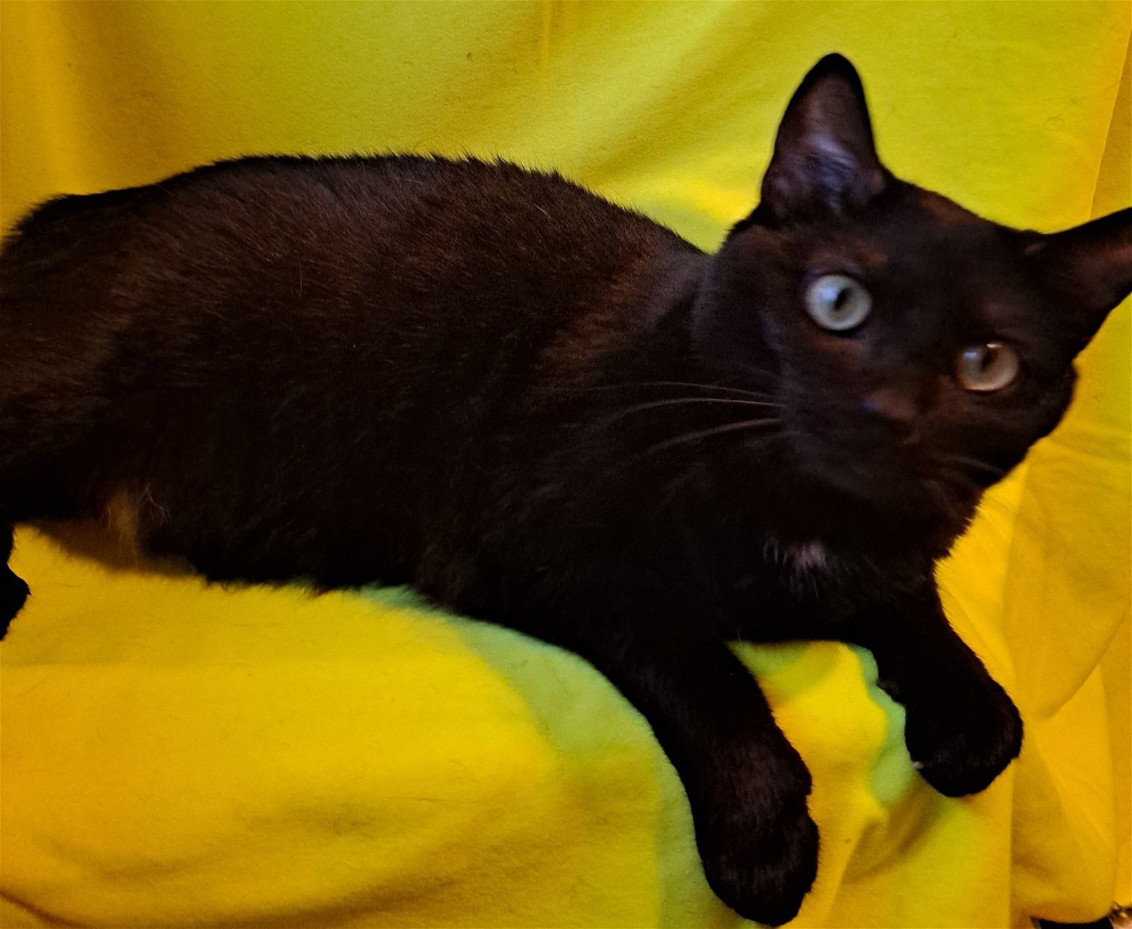 Puma, an adoptable Domestic Short Hair in Akron, OH, 44310 | Photo Image 1
