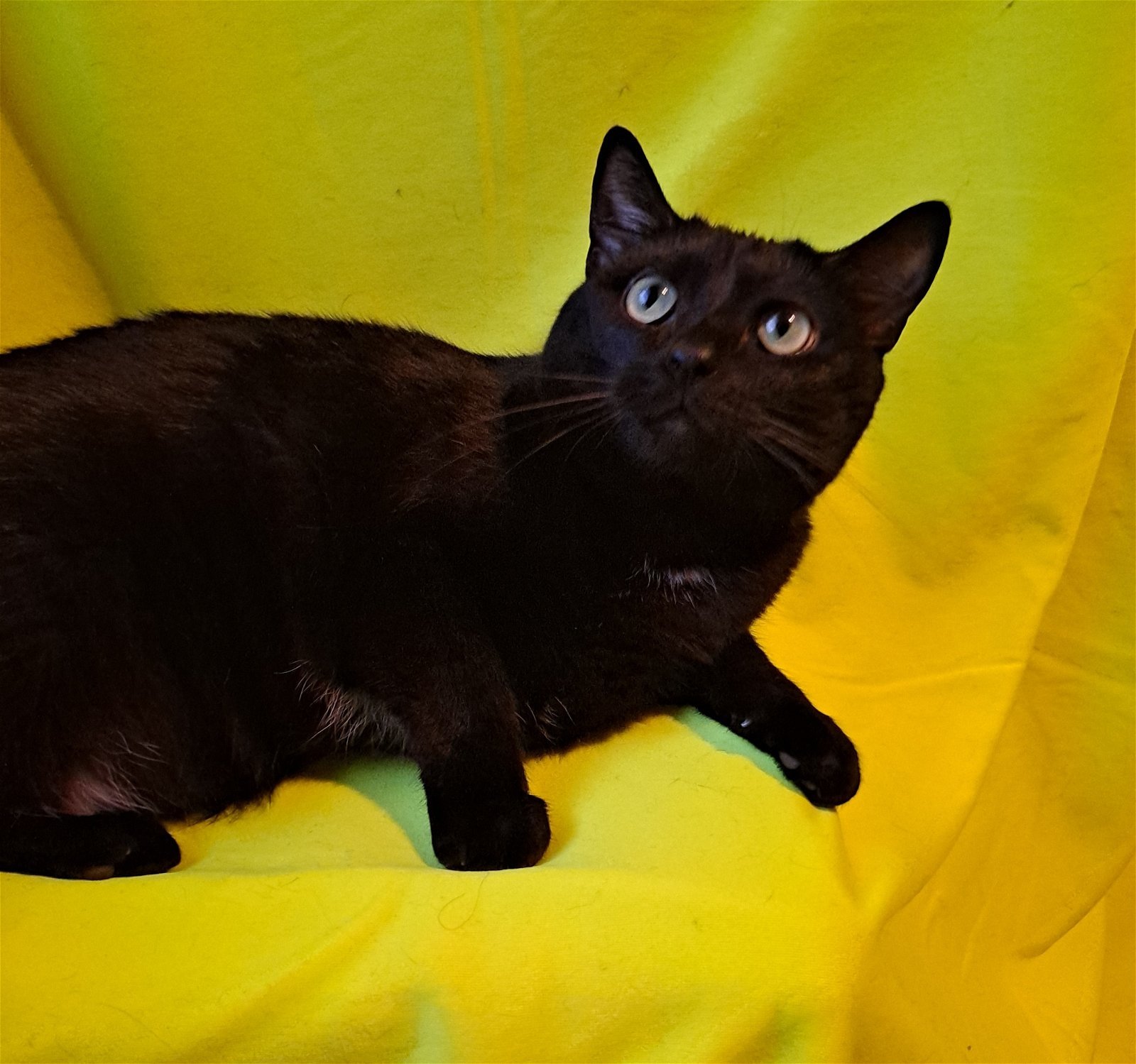 Puma, an adoptable Domestic Short Hair in Akron, OH, 44310 | Photo Image 2