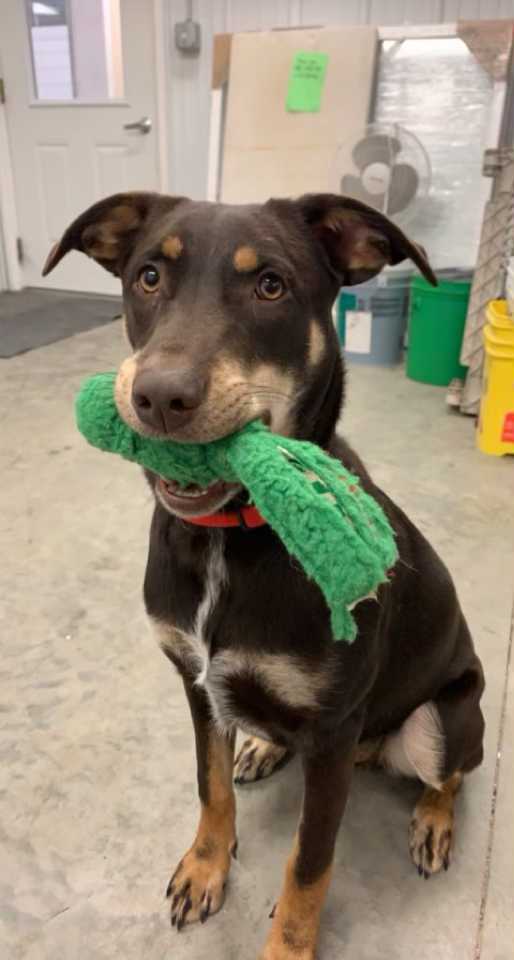 Java, an adoptable Chocolate Labrador Retriever in Geneseo, IL, 61254 | Photo Image 1