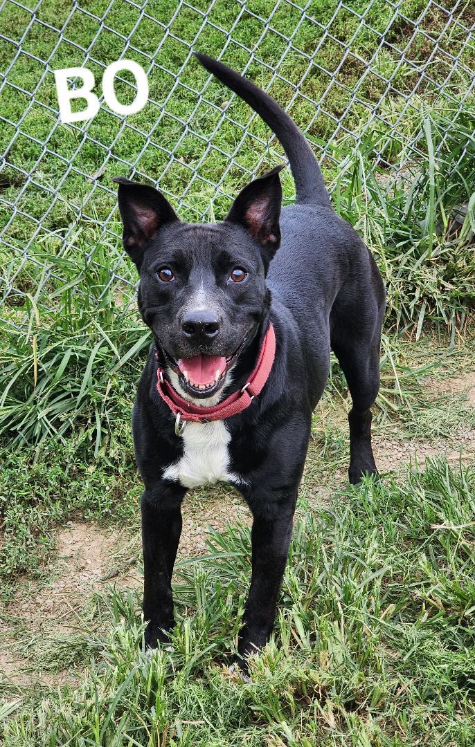 Bo Jangles, an adoptable Staffordshire Bull Terrier, Labrador Retriever in Clinton, MO, 64735 | Photo Image 2