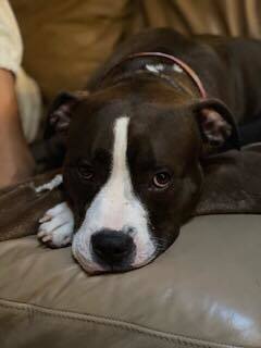 Juno!!, an adoptable Pit Bull Terrier in Citrus Heights, CA, 95610 | Photo Image 1